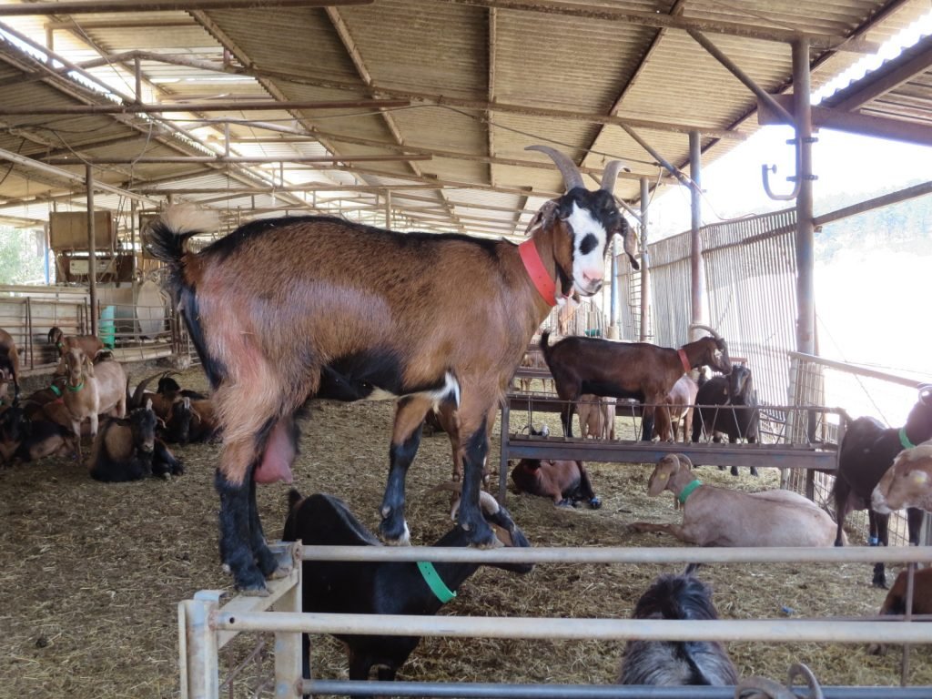 Goats in Israel