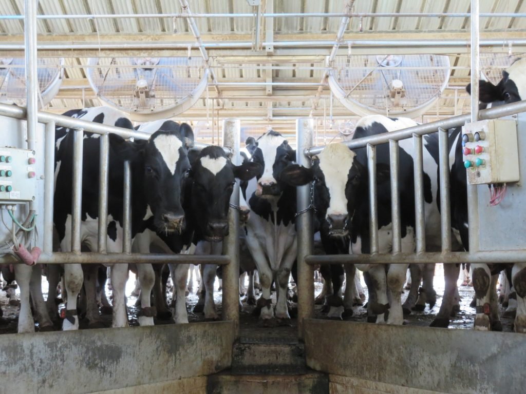 Israeli Dairy farm in the summer