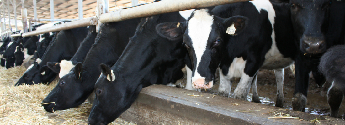 Pierwsza izraelska szkoła dla hodowców bydła