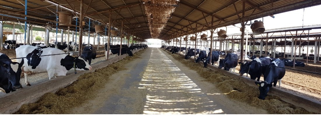 Helping Small scale Dairy Farmers to Improve their Productivity