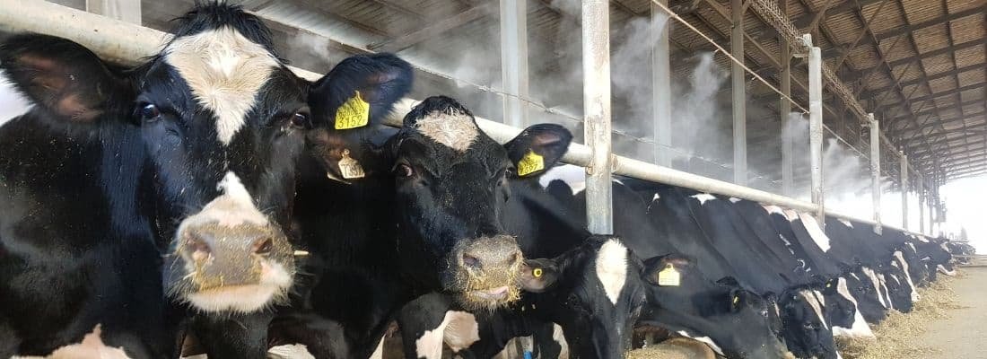 Los Principios Fundamentales en la Gestión del Rebaño Lechero