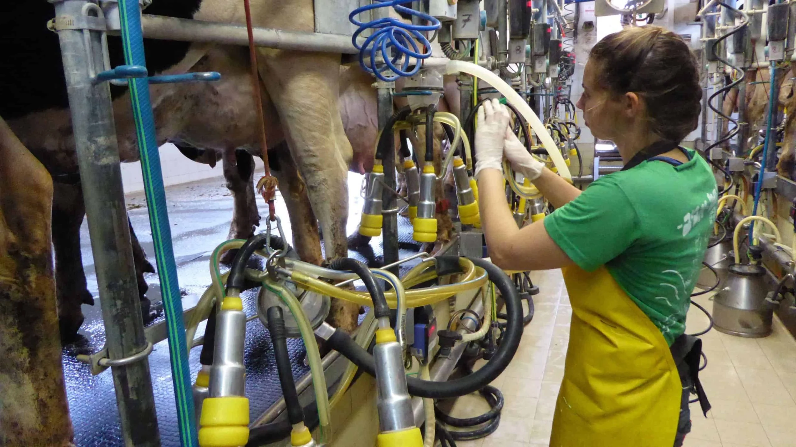 Parlor Milking System in Israel