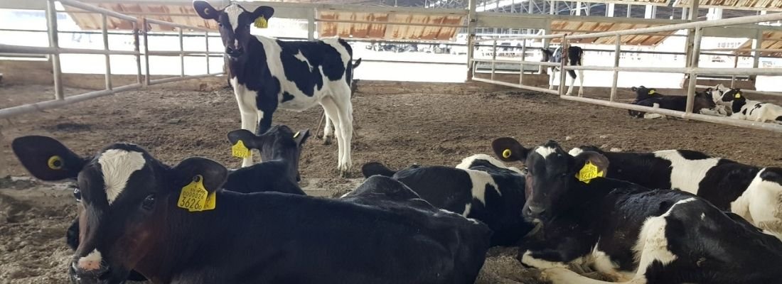 Raising Replacement Heifers Practical Tips