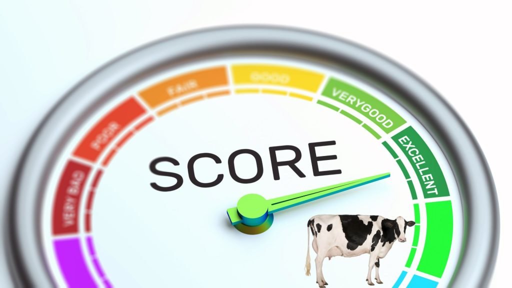 The Importance of Body Condition Scoring in Dairy Farming