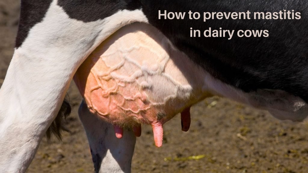 How to prevent mastitis in dairy cows