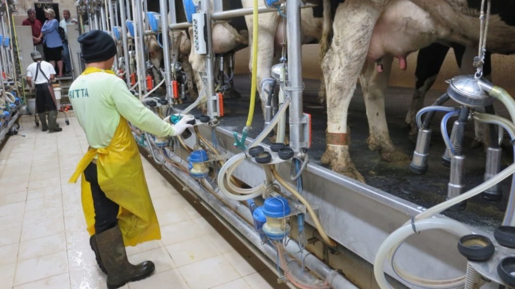 Dairy Farm Jobs in Israel