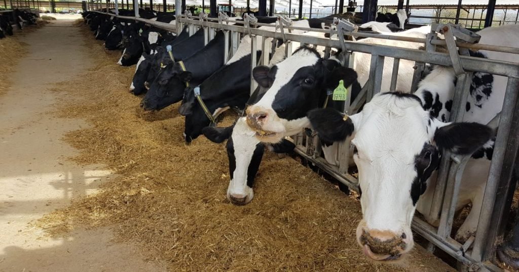 industria lattiero casearia