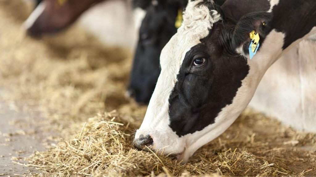 Dairy Cow Nutrition
