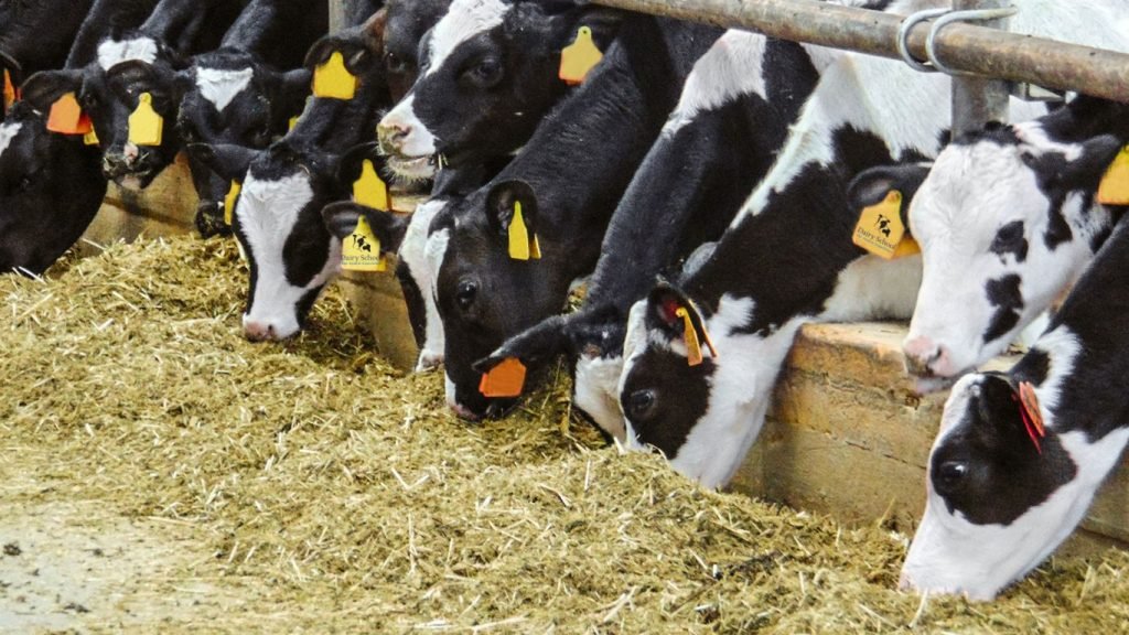 Dairy Herd Diet