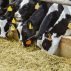 Dairy Herd Diet