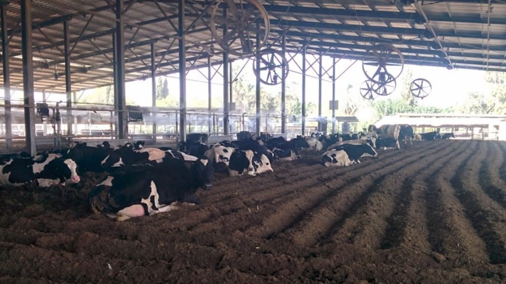 Boost Milk Production by Reducing Heat Stress with Proper Ventilation