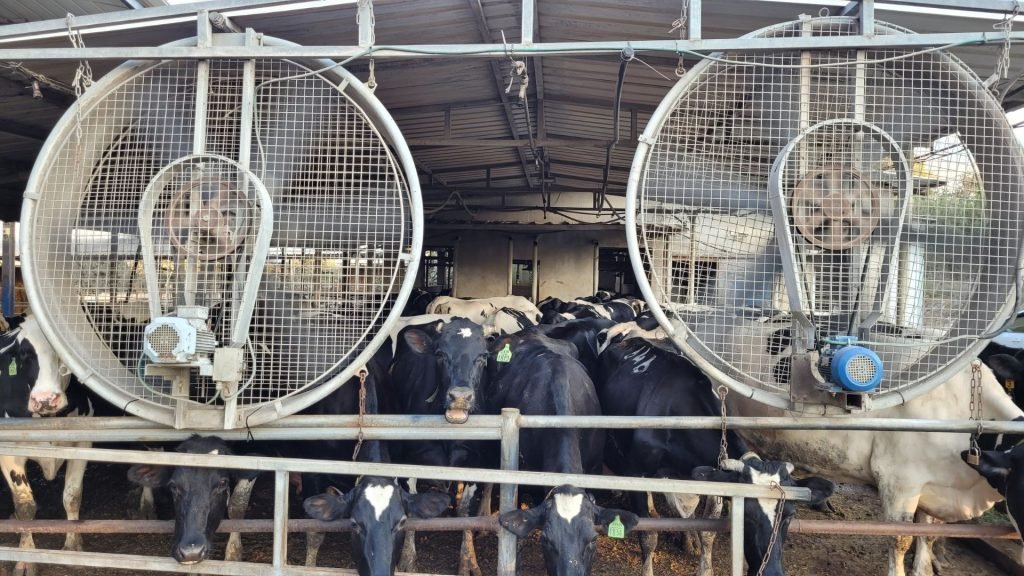Cooling Systems in Action on a Dairy Farm