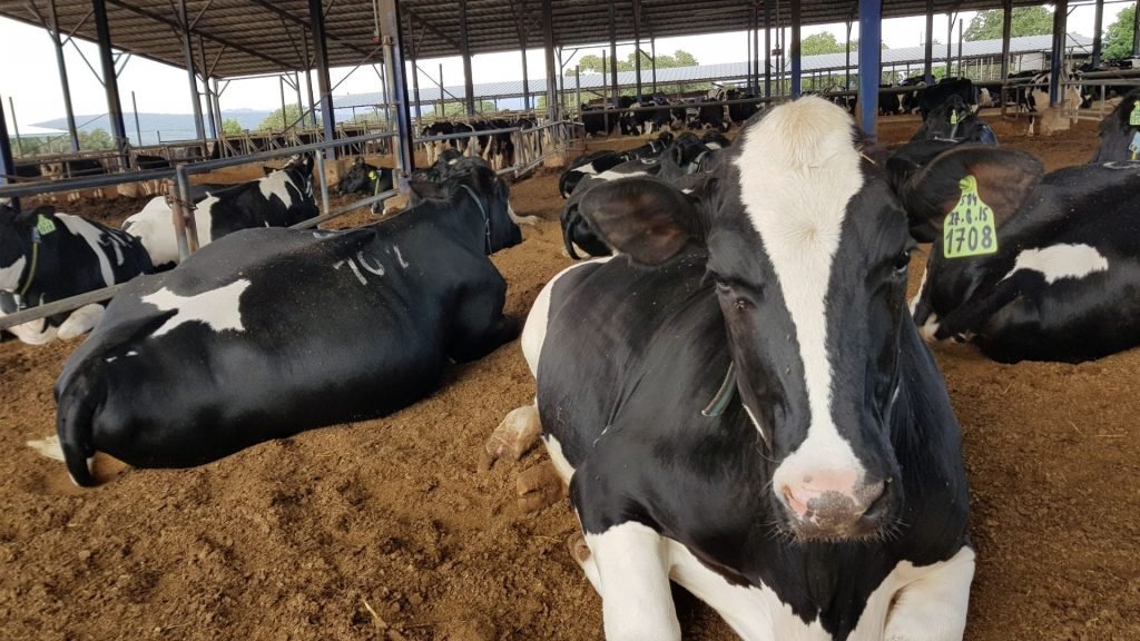 Cows in Comfortable, Stress-Free Environments