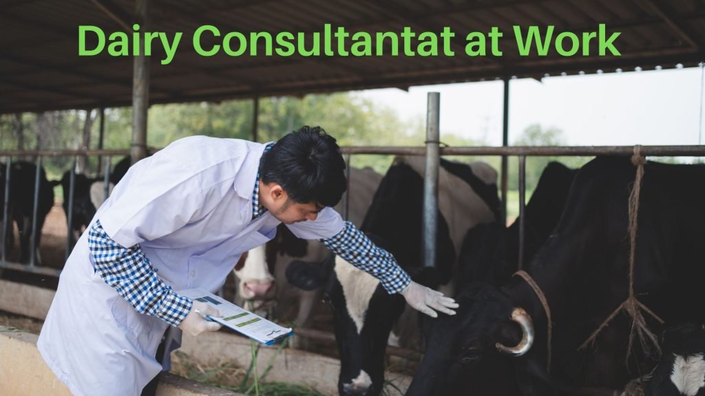 Dairy Consultant at Work