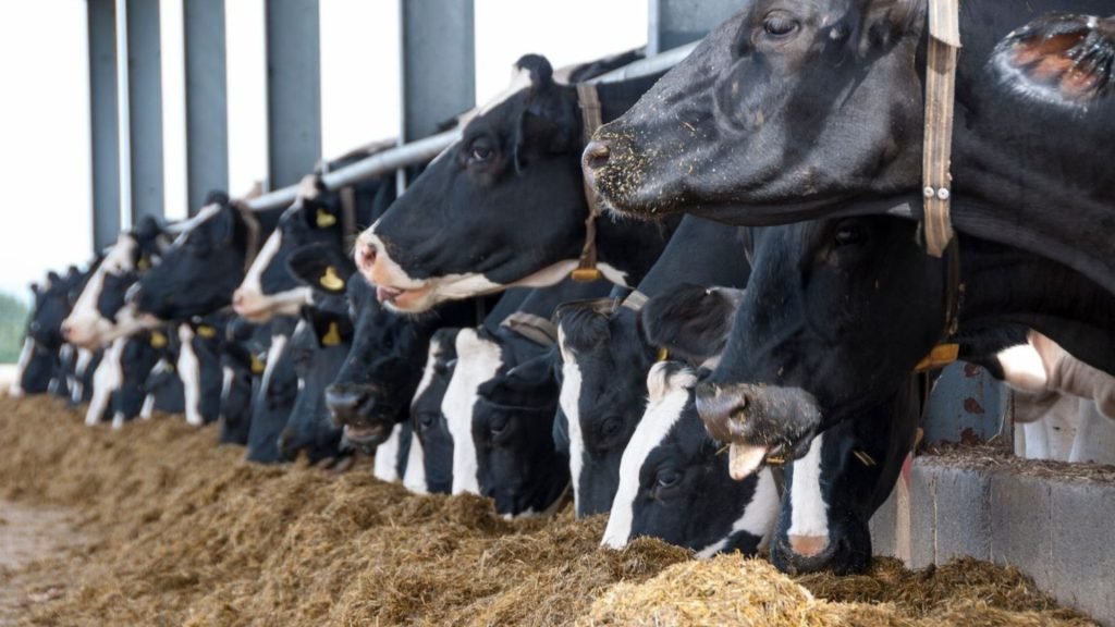 Facts about dairy farming Precision Feeding Systems