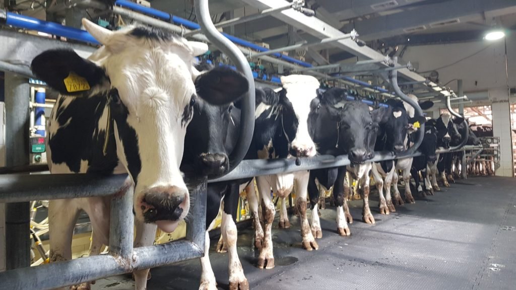High-Yield Dairy Cows in an Israeli Farm