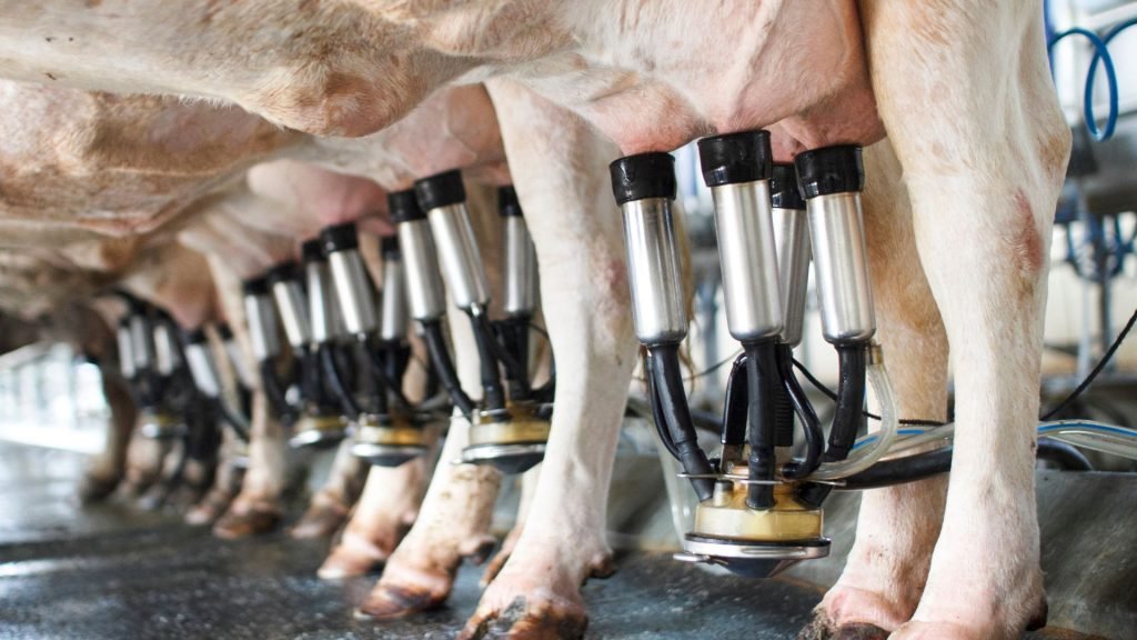 How Efficient Milking Practices Increase Dairy Farm Profitability
