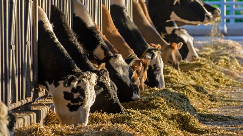 How to Increase Dairy Farm Profitability with Optimized Feed Management