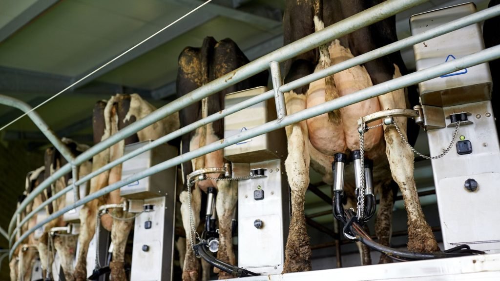 Increase Milk Production Efficiency with Automated Milking Systems