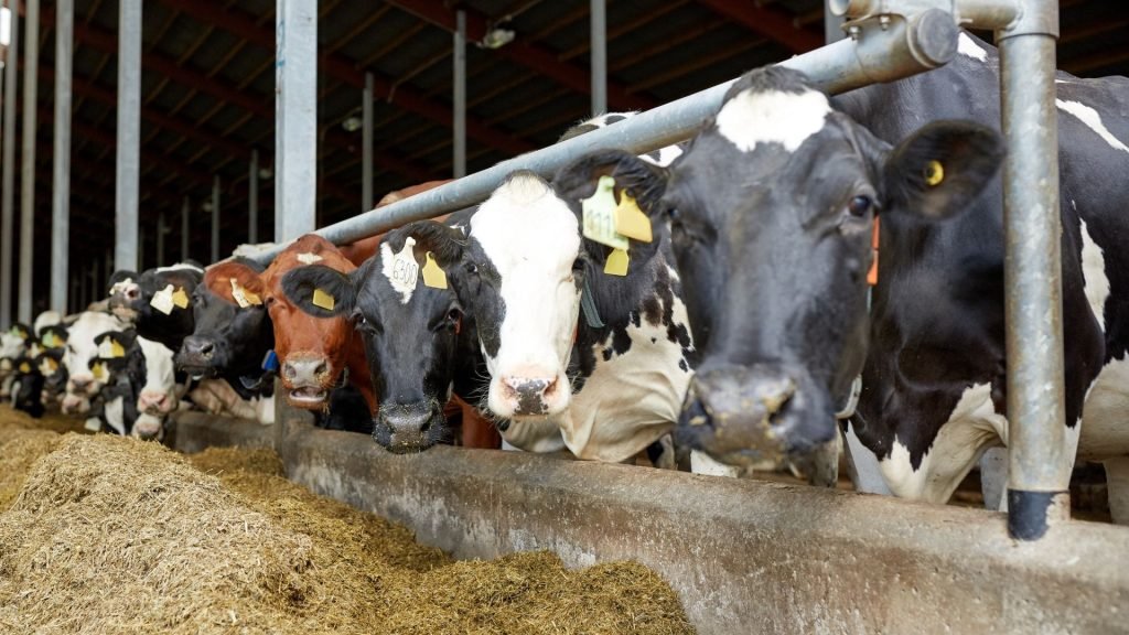 Optimized Feeding System How to Increase Milk Production with a Balanced Diet