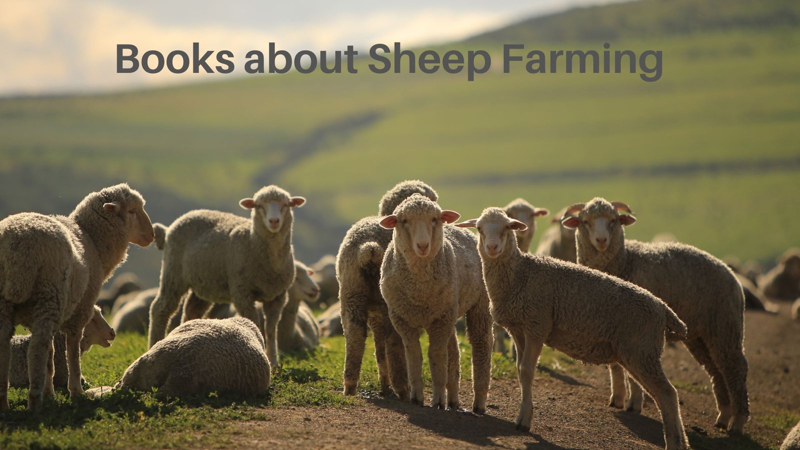 Books about Sheep Farming