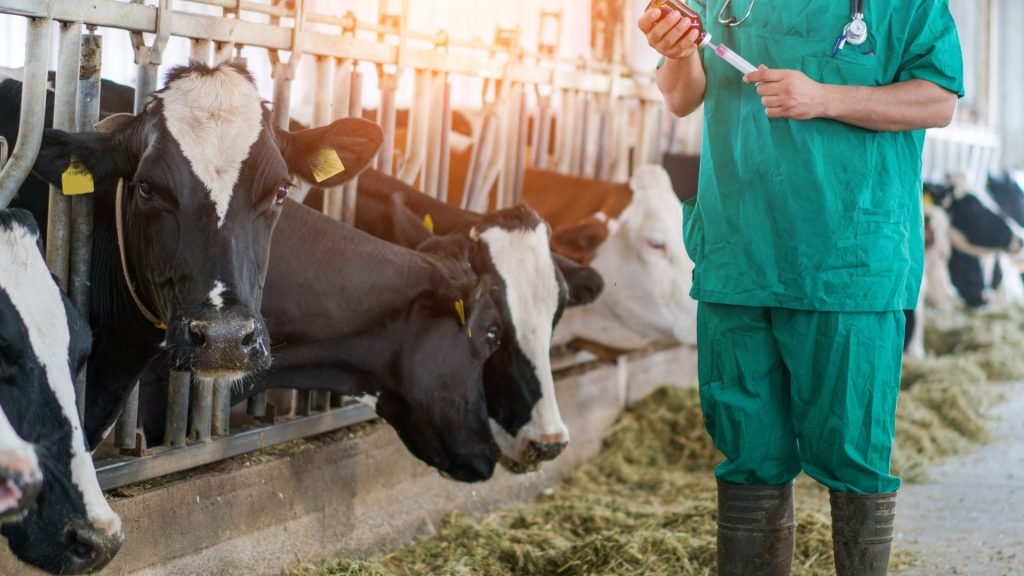 Proactive Health Checks to Increase Dairy Farm Profitability