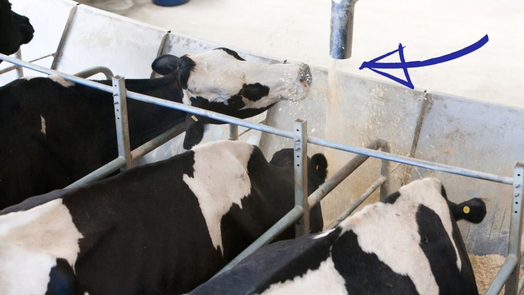 How to Increase Dairy Feed Efficiency with Automated feeding system