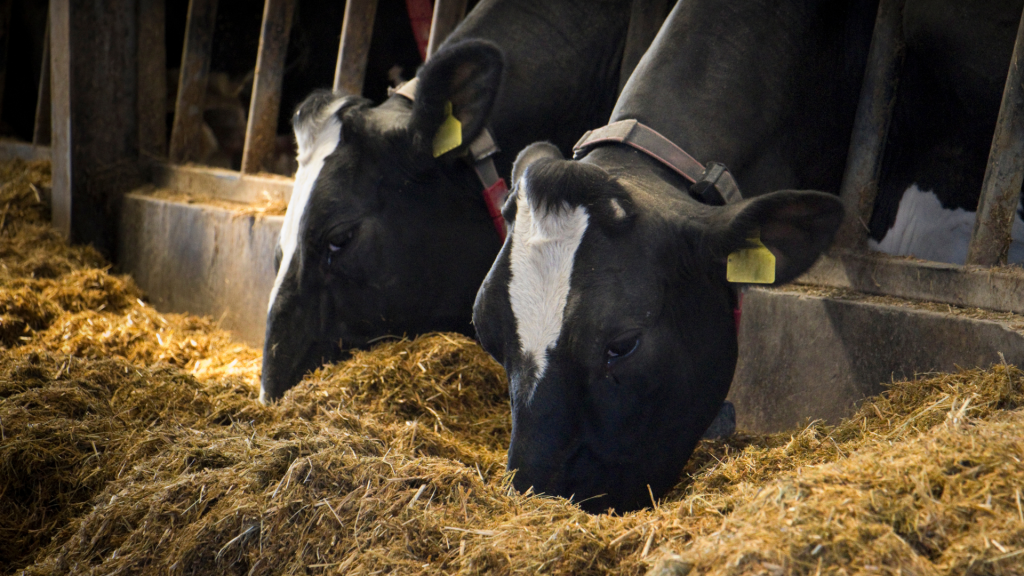 Dairy cows eating Total Mixed Ration (TMR)
