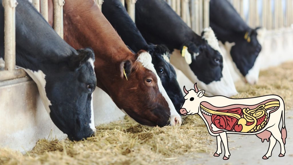 Rumen health supplements for enhancing feed conversion