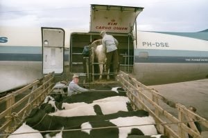 Israel export hundreds of milking cows to Iran by air.